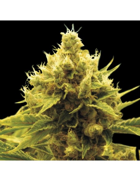 1 UND FEM - CHEESE X CRITICAL 