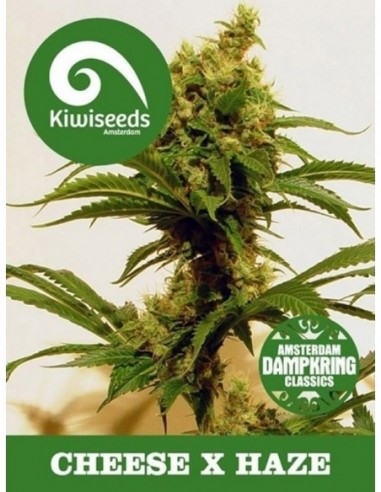 5 UND FEM - CHEESE X HAZE 