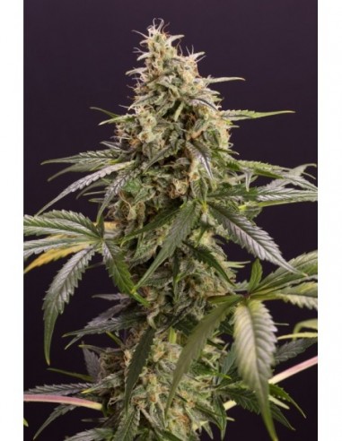 3 UND FEM - CHEM-BOMB AUTO 