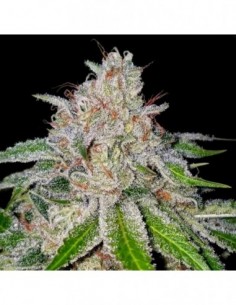 3 UND FEM - CHERRY 18 