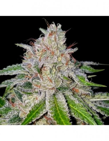 3 UND FEM - CHERRY 18 