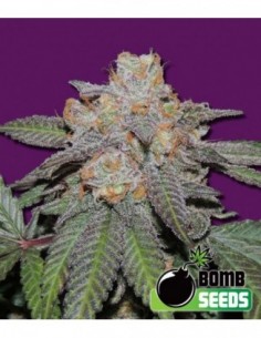 10 UND FEM - CHERRY BOMB AUTO * BOMB SEEDS 10 UND FEMINIZADAS