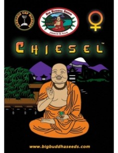 10 UND FEM - CHIESEL * BIG BUDDHA SEEDS 10 UND FEMINIZADAS