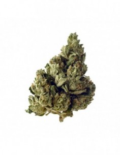 10 UND FEM - CHOCO KUSH AUTOFLOWER 