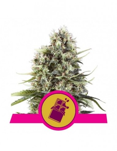 5 UND FEM - CHOCOLATE HAZE 