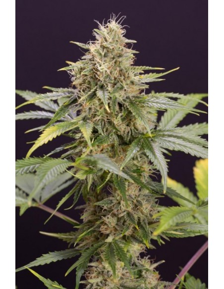 3 UND FEM - CHOCOLATE MINT OG AUTO 