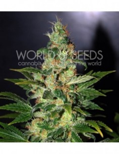 12 UND FEM - CHRONIC HAZE (LEGEND COLLECTION) 