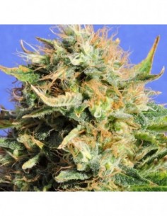 1 UND FEM - CHRONIC LIGHTS * ORIGINAL SENSIBLE 1 UND FEMINIZADA
