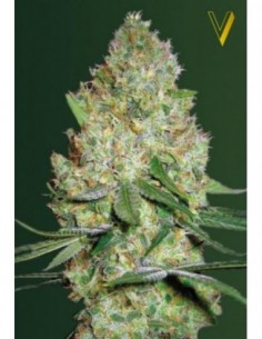 5 UND FEM - CHRONIC MONSTER XXL 