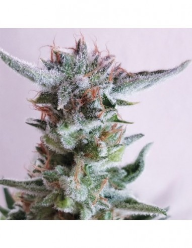 5 UND FEM - CITY KUSH 
