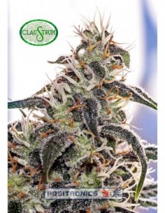 3 UND FEM - CLAUSTRUM  * POSITRONICS 3 UND FEMINIZADAS