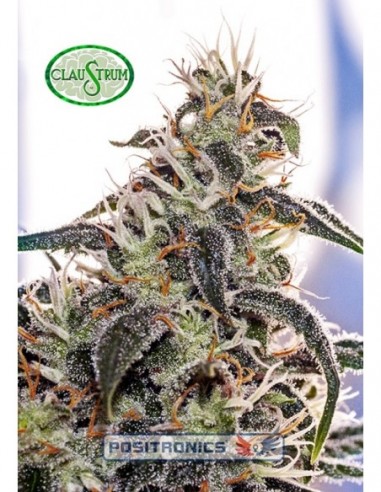 3 UND FEM - CLAUSTRUM  * POSITRONICS 3 UND FEMINIZADAS
