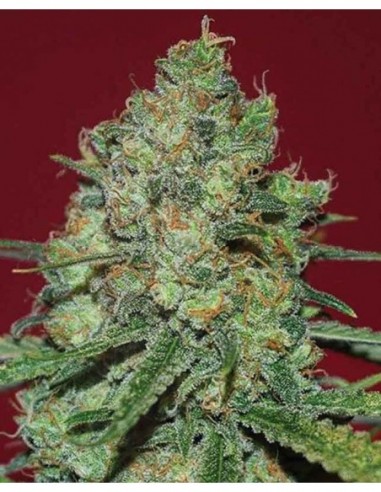 15 UND FEM - CLINICAL WHITE CBD 