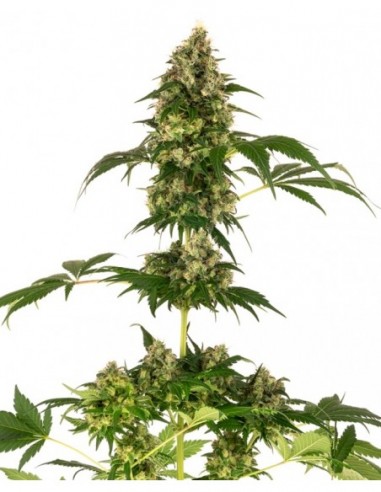 1 UND FEM - COBALT HAZE  SENSI SEEDS FEMINIZADA 1 UND