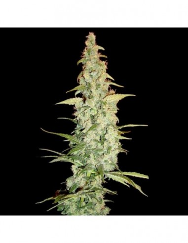 3 UND FEM - COLE TRAIN  * DNA GENETICS RESERVA PRIVADA 3 UND FEMINIZADAS
