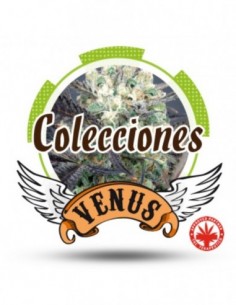 6 UND FEM - COLECCION AUTO  1 * VENUS GENETIC 6 UND FEMINIZADAS