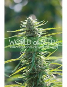 12 UND FEM - COLOMBIAN GOLD (PURE ORIGIN COLLECTION) 