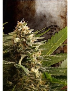 10 UND FEM - COLOMBIAN JACK 