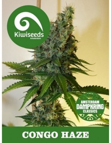 5 UND FEM - CONGO HAZE 