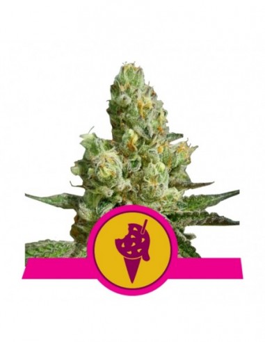 5 UND FEM - COOKIES GELATO USA PREMIUM 