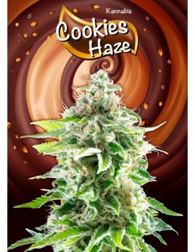 1 UND FEM - COOKIES HAZE 