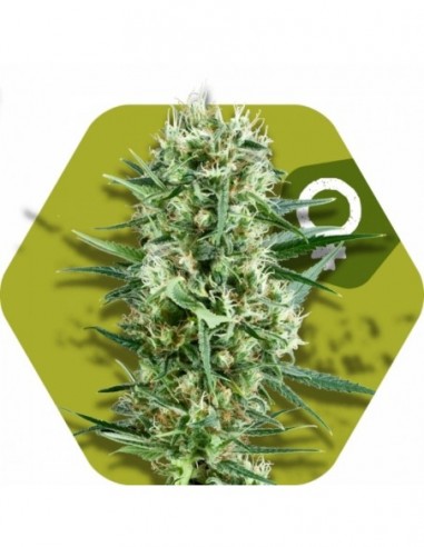 5 UND FEM - CRAZY COOKIES 