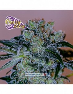 5 UND FEM - CRAZY LAZY (EDICION ESPECIAL EEUU)* POSITRONICS 5 UND FEMINIZADAS