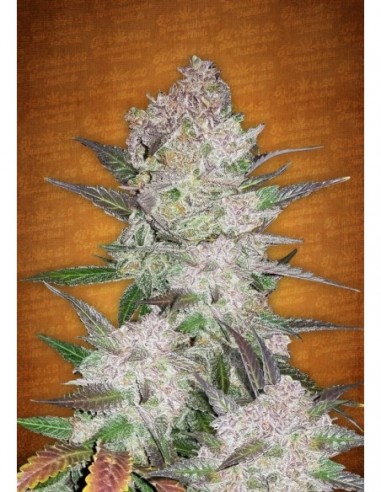 5 UND FEM - CREAM COOKIES AUTO 