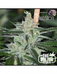 1 UND FEM - CRISTALICA * THE DOCTOR SEEDS 1 UND FEMINIZADA