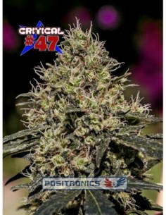 25 UND FEM - CRITICAL  47 * POSITRONICS 25 UND FEMINIZADAS