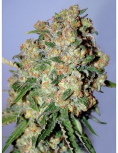 10 UND FEM - CRITICAL * ADVANCED SEEDS 10 UND FEM