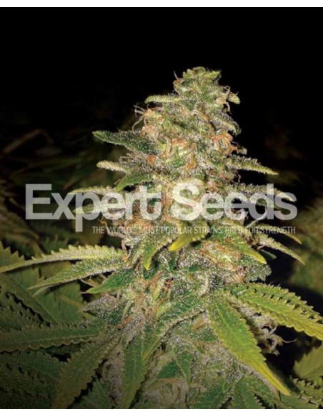 5 UND FEM - CRITICAL BLUE AUTO 