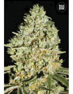 5 UND FEM - CRITICAL 