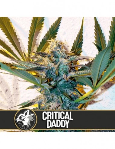 6 UND FEM - CRITICAL DADDY PURPLE 