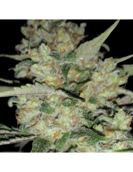 5 UND FEM - CRITICAL 