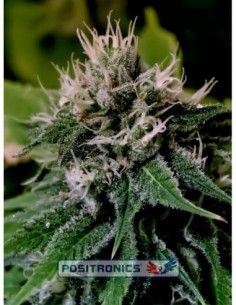 5 UND FEM - CRITICAL EXPRESS * POSITRONICS 5 UND FEMINIZADAS