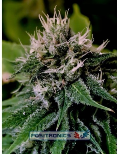 5 UND FEM - CRITICAL EXPRESS * POSITRONICS 5 UND FEMINIZADAS