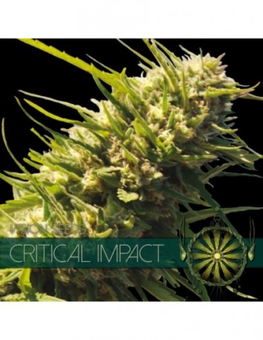 3 UND FEM - CRITICAL IMPACT (ETIQUETA FRANCESA) 