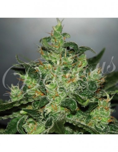 3 UND FEM - CRITICAL X JACK HERER (AUTOMATIC LINE) 