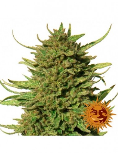 10 UND FEM - CRITICAL KUSH 