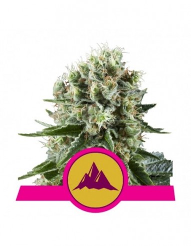 1 UND FEM - CRITICAL KUSH 