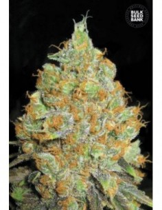 100 UND FEM - CRITICAL MASS 