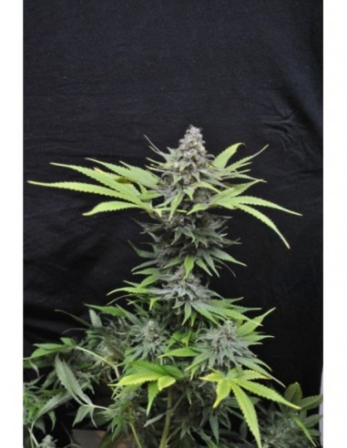 5 UND FEM - CRITICAL MASS * CBD CREW SEEDS 5 UND FEMINIZADAS