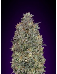10 UND FEM - CRITICAL PURPLE KUSH * ADVANCED SEEDS 10 UND FEM