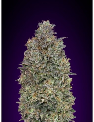 10 UND FEM - CRITICAL PURPLE KUSH * ADVANCED SEEDS 10 UND FEM