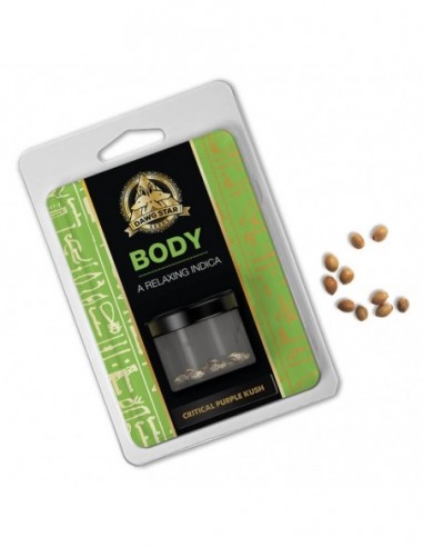 10 UND FEM - CRITICAL PURPLE KUSH 