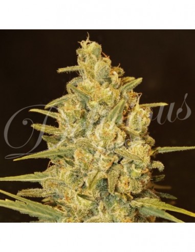 10 UND FEM - CRITICAL SENSI STAR (INDICA LINE) 