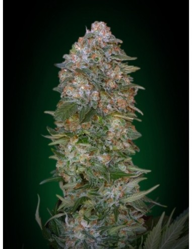 10 UND FEM - CRITICAL SOMA * ADVANCED SEEDS 10 UND FEM
