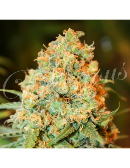 3 UND FEM - CRITICAL SUPER SILVER HAZE (SATIVA LINE) 