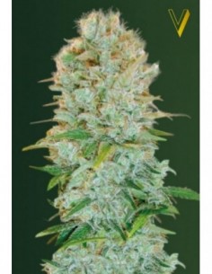 3 UND FEM - CRITICAL 